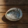 Abalone Muschel 14–17 cm Haliotis midae Räucherschale Produktbild-Vorschau 5