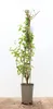 Lonicera japonica 'Halliana', Japanische Geißschlinge, Produktbild-Vorschau 1