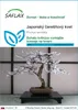 SAFLAX - Japonský čerešňový kvet - Prunus serulata - 30 Náhľad obrázku produktu 1