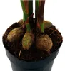 Betelová palma - Areca catechu - Palma pokojová - Betelová Náhled obrázku produktu 4