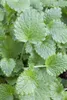 Melissa officinalis, Zitronenmelisse, aromatisch, ca. 11x11 Produktbild-Vorschau 9