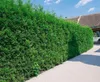 A tall, dense green hedge of Thuja occidentalis 'Brabant' trees lines a paved walkway next to a house. Produktbild-Vorschau