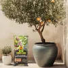 COMPO SANA Mediterrane Kübelpflanzenerde 20 Liter Produktbild-Vorschau 7