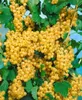Ribes aureum, Gold-Johannisbeere, 60–100 cm Produktbild-Vorschau 9