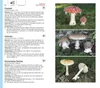 Der große BLV Pilzführer Produktbild-Vorschau 5