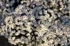 Kissen-Aster Kristina, im Topf - Aster dumosus Produktbild-Vorschau 3