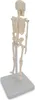 Mini Micro Skelett Anatomie Modell mit 20cm auf Stativ Produktbild-Vorschau 2