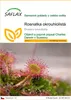 SAFLAX - Rosnatka okrouhlolistá - Drosera rotundifolia - 50 Náhled obrázku produktu 1