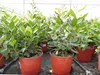 Erdbeerbaum | 50 cm | Arbutus unedo | veredelt |  | Produktbild-Vorschau 10