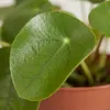 Pilea Peperomioides, Ufopflanze, Zimmerpflanze, 15-20 cm, Produktbild-Vorschau 6