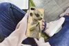 MuchoWow® Handyhülle Schutzhülle Hülle für iPhone SE 2020 Produktbild-Vorschau 3