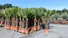 gruenwaren: XXXL 220-250 cm, Stamm 80 cm, Trachycarpus Produktbild-Vorschau 1