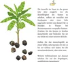 Kenia Bananen Samen (Musa velutina) - Exotische rosa Produktbild-Vorschau 5