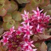 6 x tappeto di sedum  - Sedum spurium 'Schorbuser Blut'  | Anteprima dell’immagine prodotto 1