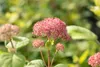 Hydrangea arborescens 'Pink Annabelle', rosa, 40–60 cm Produktbild-Vorschau 2