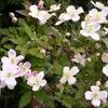 A close-up view of several blooming Clematis Montana Rubens flowers and buds, with green foliage and a dark green background. Produktbild-Vorschau