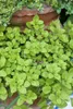 Origanum vulgare 'Aureum', Goldmajoran, aromatisch, ca. 9x9 Produktbild-Vorschau 11