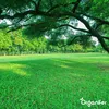 A lush green lawn with a large tree branch in the foreground, and a line of trees in the background. Produktbild-Vorschau