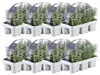Plants by Frank | 48 Blauer Duft-Lavendel Pflanzen | Produktbild-Vorschau 2