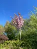 Prunus Kanzan, Höhe 170-180 cm, Stamm, Nelkenkirsche, Produktbild-Vorschau 3
