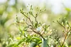 Heptacodium miconioides, Sieben-Söhne-des-Himmels, 60–80 cm Produktbild-Vorschau 5
