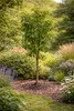 A young tree is planted in a garden bed surrounded by various plants and flowers. Podgląd zdjęcia produktu