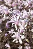 Magnolia liliiflora 'Susan', Purpur-Magnolie, purpurrosa, Produktbild-Vorschau 8