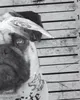 style3 Pug Tattoo T-Shirt Herren mops hund gangster rock Produktbild-Vorschau 2