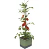Gusta Garden Tom Tomato, Topfpflanzer, Freistehend, Produktbild-Vorschau 1