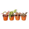 zestaw 4 bromelii ziemnych - Cryptanthus - kolorowa roslina Podgląd zdjęcia produktu 2