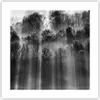 Poster - Poster ohne Rahmen - Bäume drinnen Nebel - 40x40 Produktbild-Vorschau 1