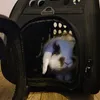Purlov Hunde-/Katzentrage - schwarz Produktbild-Vorschau 24