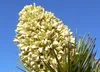 SAFLAX  - Albero di Giosuè - 10 semi - Con substrato - Anteprima dell’immagine prodotto 8