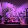 Pflanzenlampe LED Vollspektrum Höhenverstellbare Produktbild-Vorschau 11