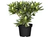 Rhododendron catawbiense 'Grandiflorum', lila Blüten, 40–50 Produktbild-Vorschau 3
