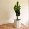 Wilczomlecz wielki - Euphorbia ingens - Wysokość 50-60cm - Podgląd zdjęcia produktu 6