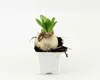A hyacinth bulb with green leaves emerging from it, planted in a white pot with soil. Produktbild-Vorschau
