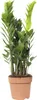 Glücksfeder FloraSelf Zamioculcas zamiifolia H 60-70 cm Ø Produktbild-Vorschau 2