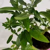 Sada 4 pepin - Solanum muricatum "Pepino Gold" - Melounová Náhled obrázku produktu 4