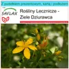 SAFLAX - Zestaw prezentowy - Ziele Dziurawca - 300 Nasiona Podgląd zdjęcia produktu 5