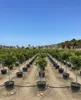 Rows of potted trees in an outdoor nursery under a clear blue sky. Anteprima dell’immagine prodotto