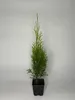 10 Stück, 40-50cm, Topf 9cm, Lebensbaum Thuja occidentalis Produktbild-Vorschau 2