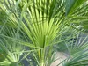 Palme 150 - 180 cm Zwergpalme Chamaerops Humilis, Produktbild-Vorschau 5