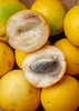 Abiu (Pouteria caimito)  - 1 pezzo Anteprima dell’immagine prodotto 4