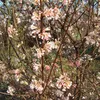 2 x  zimný guľôčkový ker  - Viburnum bodnantense 'Charles Náhľad obrázku produktu 2