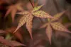 Acer palmatum 'Atropurpureum', Japanischer Ahorn, Produktbild-Vorschau 6
