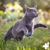 REAVET Spirulina in polvere per cani e gatti 250 g - la Anteprima dell’immagine prodotto 7