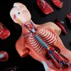 Modèle anatomique du corps humain - Mannequin - 15 pièces Voir les images du produit 7