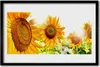 Bild 60x40 MDF-Rahmen Wandkunst Sonnenblume Pflanze Produktbild-Vorschau 1