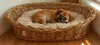 Weidenkorbbett für Hunde, Katzen und andere Tiere, weich, Produktbild-Vorschau 17